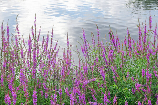 Pink lilac flowers Purple loosestrife Lythrum salicaria by the pond with reflection of clouds, copy space