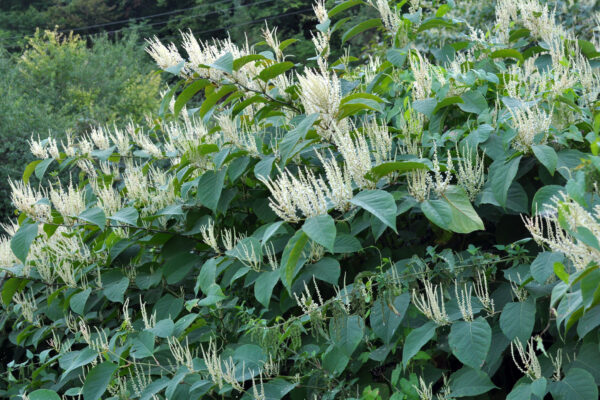 Reynoutria grows in nature