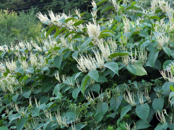 Reynoutria grows in nature
