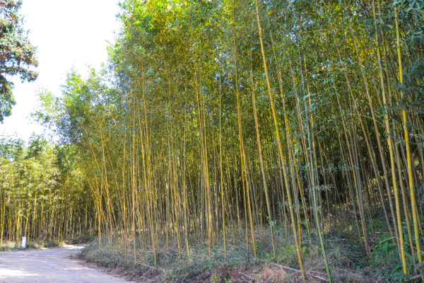 Bamboo forest or Bamboo leaves