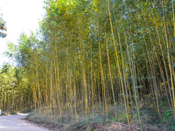 Bamboo forest or Bamboo leaves