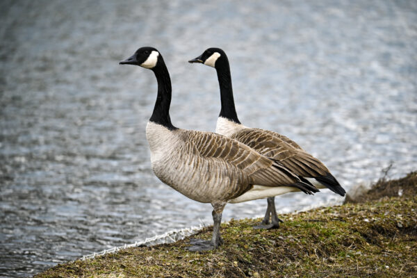 Canadian Geese