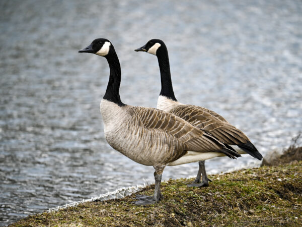 Canadian Geese