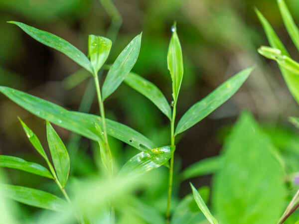 Microstegium vimineum, commonly known as Japanese stiltgrass, packing grass, or Nepalese browntop