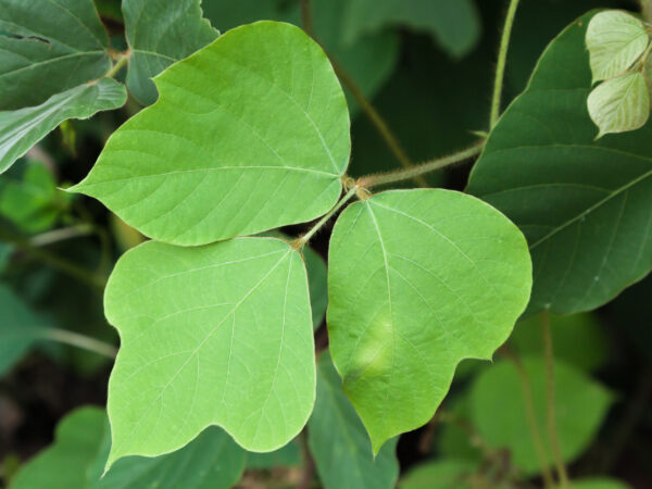 Kudzu