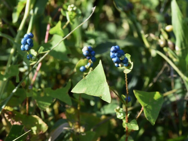 Mile-a-minute weed (Persicaria perfoliata) berries