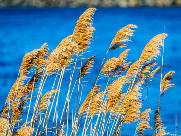 Phragmites australis