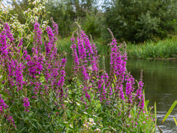 Purple loosestrife Lythrum salicaria inflorescence. Flower spike of plant in the family Lythraceae, associated with wet habitats
