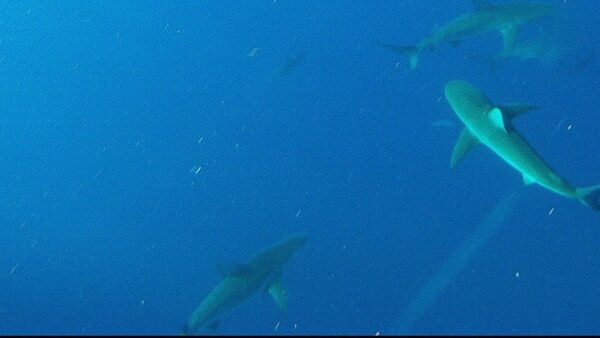 For the Love of Sharks: Nathaniel Edelheit-Rice, Knauss Fellow